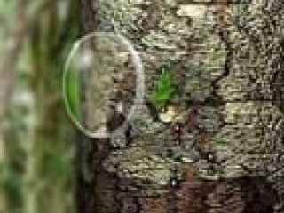 Ant burner - 1 